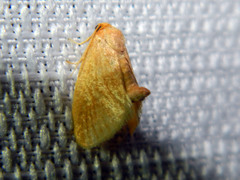 Tortricidia testacea