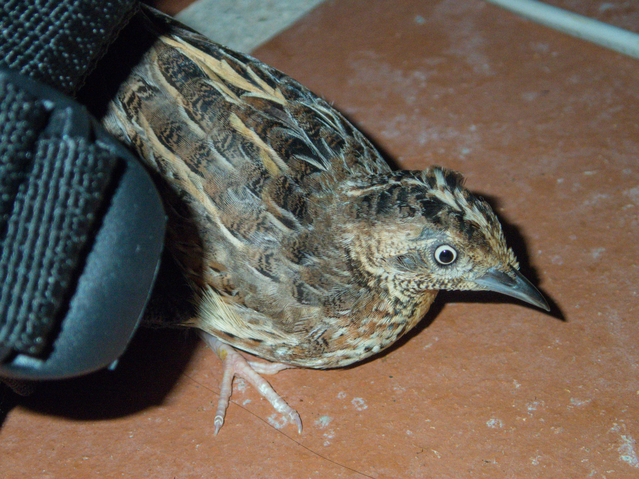 Common Buttonquail