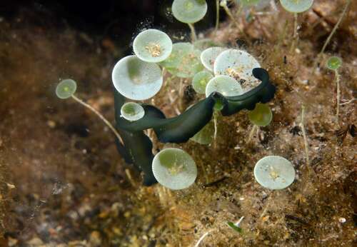 Green Spoonworm, Montredon, Marseille, France, photo 7 of 10