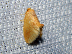 Tortricidia testacea