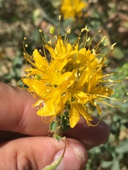 Cleomella platycarpa