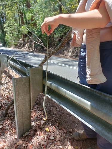 Common Tree Snake sighting