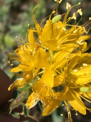 Cleomella platycarpa