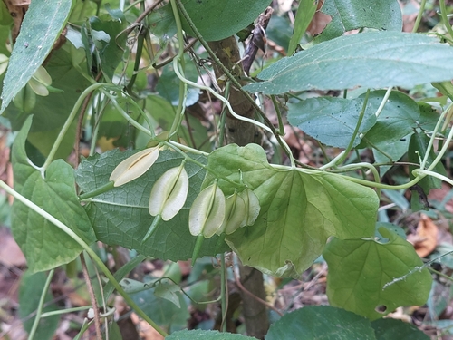 Cardiopteris quinqueloba, 2024-11-29