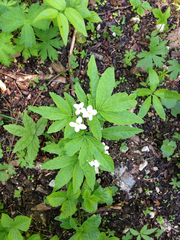 Cardamine heptaphylla