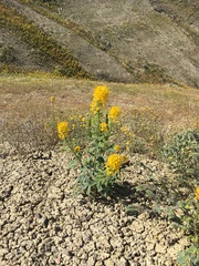 Cleomella platycarpa