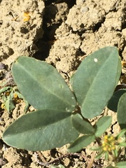 Cleomella platycarpa