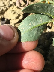 Cleomella platycarpa