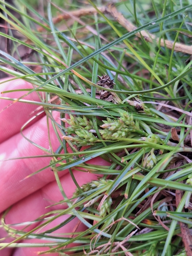 Image of Carex breviculmis by (c) Oscar Dove, some rights reserved (CC BY)