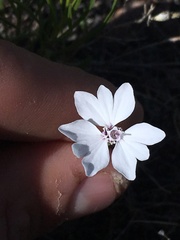 Blepharipappus scaber