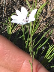 Blepharipappus scaber