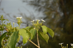 Tabernaemontana alternifolia