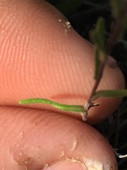 Blepharipappus scaber