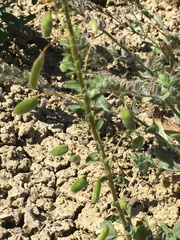 Cleomella platycarpa