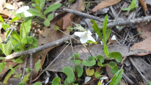 Image of Viola caleyana by (c) Andrew Thornhill, some rights reserved (CC BY)