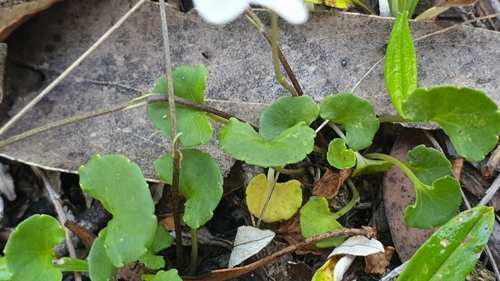 Image of Viola caleyana by (c) Andrew Thornhill, some rights reserved (CC BY)