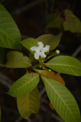 Tabernaemontana alternifolia