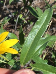 Helianthus cusickii