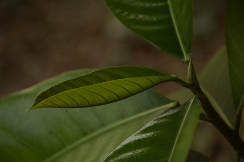 Image of Ficus callosa by (c) Siddarth Machado, some rights reserved (CC BY)