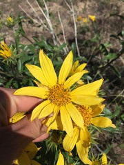 Helianthus cusickii