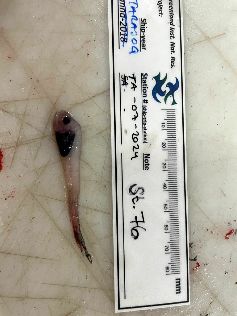 Pouty Seasnail