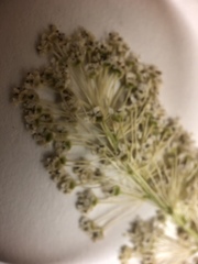 Ceanothus integerrimus