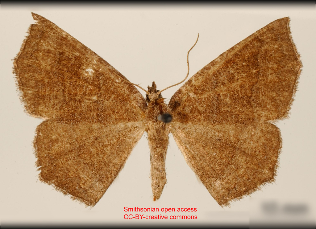 Anisoperas pulverea
