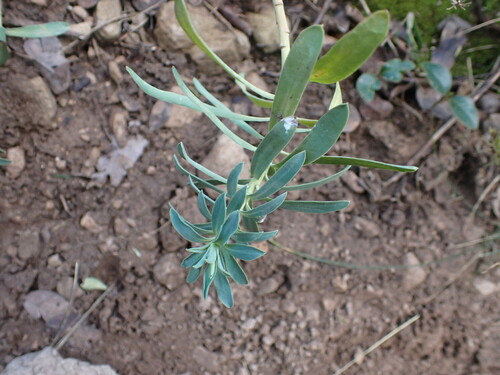 Image of Euphorbia Nicaeensis (Euphorbia nicaeensis) by (c) Franck Cabot, some rights reserved (CC BY)