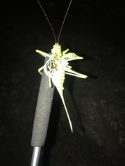 Neobarrettia spinosa