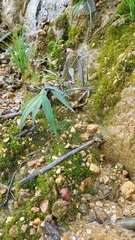 Psilocybe muliercula