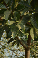 Ficus callosa