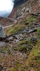 Psilocybe muliercula