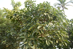 Ficus callosa