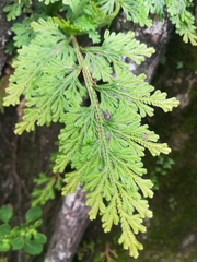 Selaginella harrisii