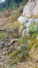 Psilocybe muliercula