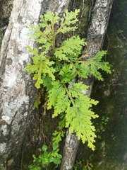 Selaginella harrisii