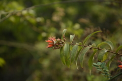 Woodfordia fruticosa