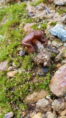 Psilocybe muliercula