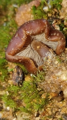 Psilocybe muliercula