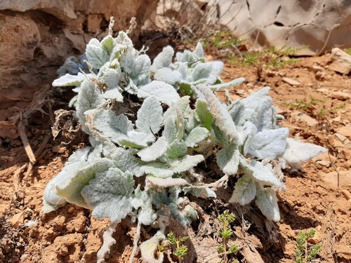 Mount Hermon sage (Salvia microstegia)