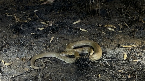 Mulga Snake sighting