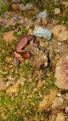 Psilocybe muliercula