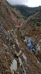 Psilocybe muliercula