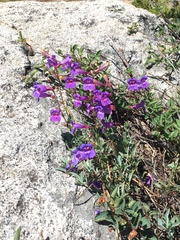 Penstemon azureus