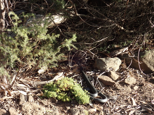 Tiger Snake sighting