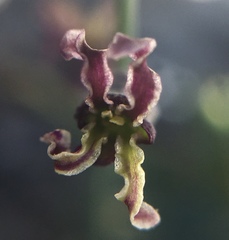 Caulanthus amplexicaulis