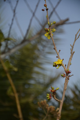 Ochna lanceolata