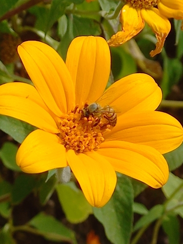 Western Honey Bee
