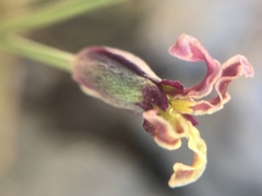 Caulanthus amplexicaulis