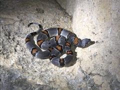 Lampropeltis alterna
